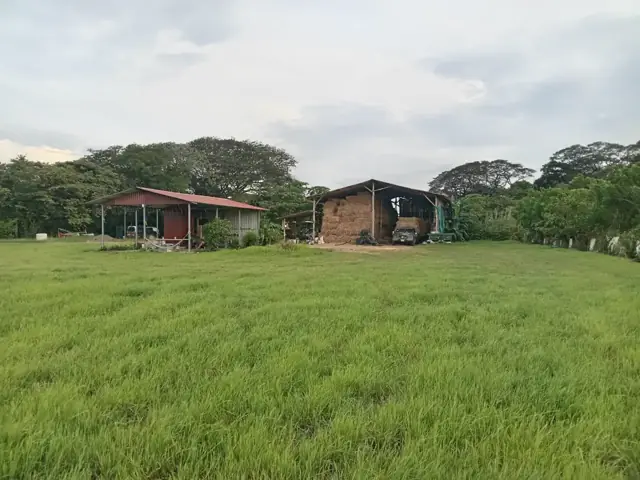 Galerones con pacas de heno junto a un campo en Costa Rica